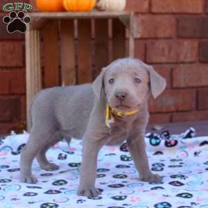Dean, Silver Labrador Retriever Puppy