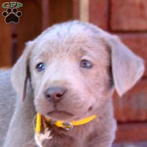 Dean, Silver Labrador Retriever Puppy
