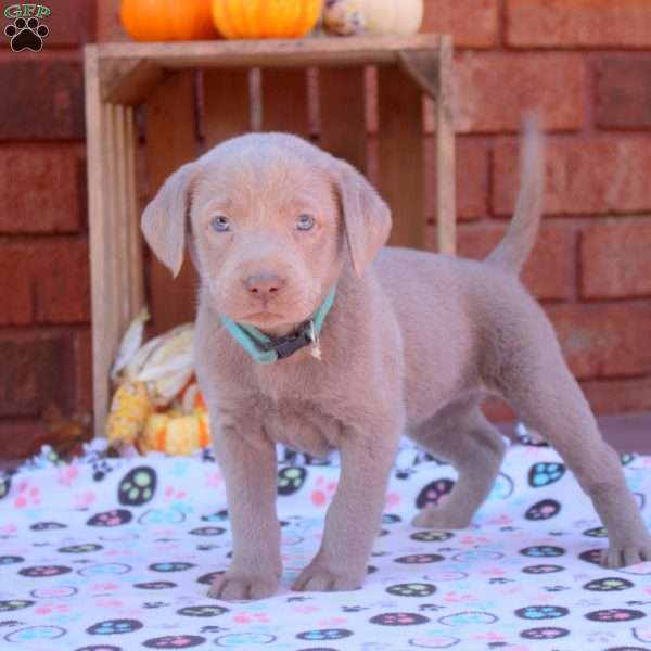 Debbie, Silver Labrador Retriever Puppy