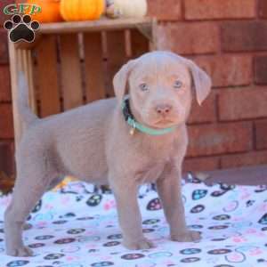 Debbie, Silver Labrador Retriever Puppy