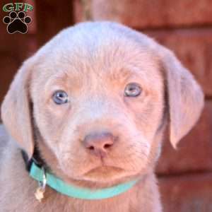 Debbie, Silver Labrador Retriever Puppy