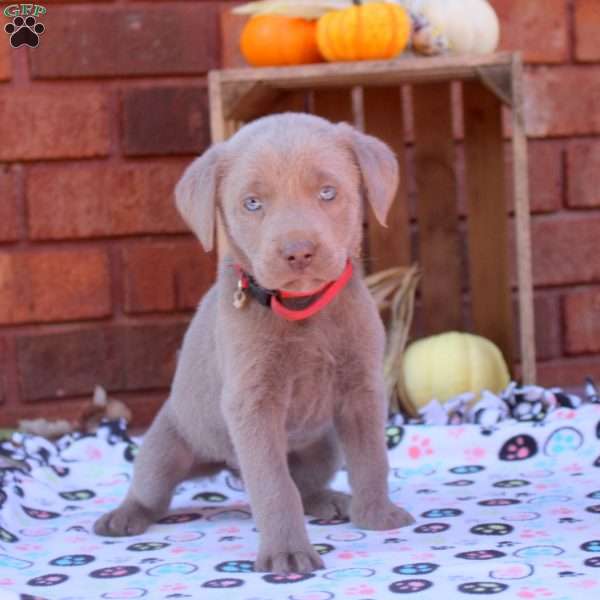 Delilah, Silver Labrador Retriever Puppy