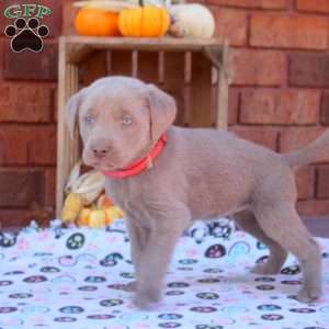 Delilah, Silver Labrador Retriever Puppy