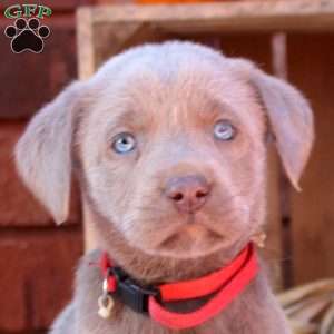 Delilah, Silver Labrador Retriever Puppy