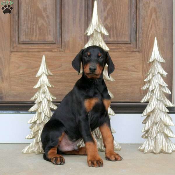 Delta, Doberman Pinscher Puppy