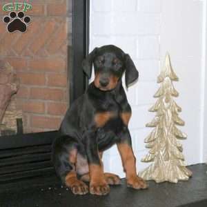 Delta, Doberman Pinscher Puppy