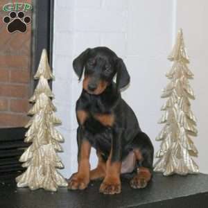 Delta, Doberman Pinscher Puppy