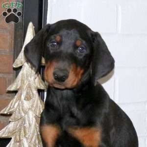 Delta, Doberman Pinscher Puppy
