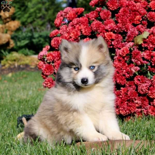 Derek, Pomsky Puppy