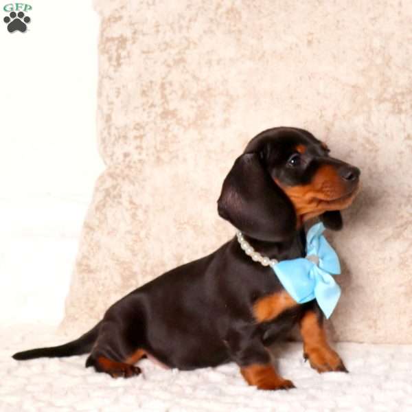 Derek, Dachshund Puppy