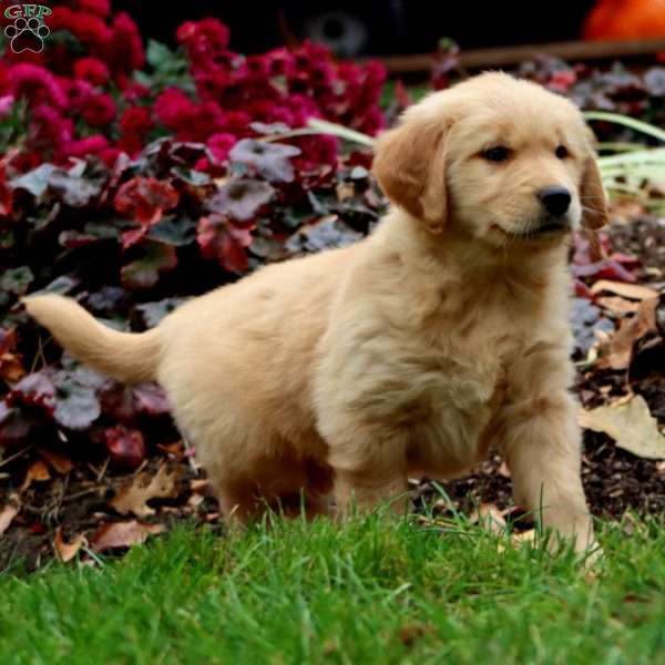 Derek, Golden Retriever Puppy