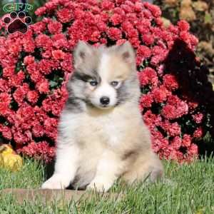 Derek, Pomsky Puppy