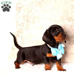 Derek, Dachshund Puppy