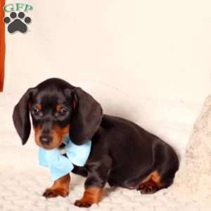 Derek, Dachshund Puppy