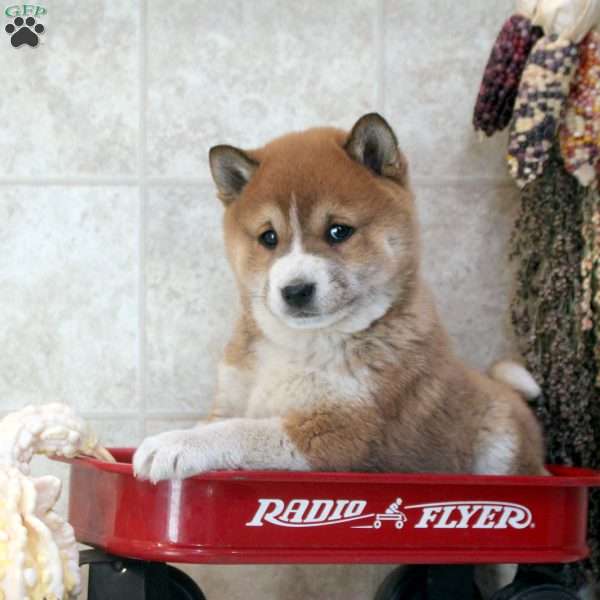 Devan, Shiba Inu Puppy