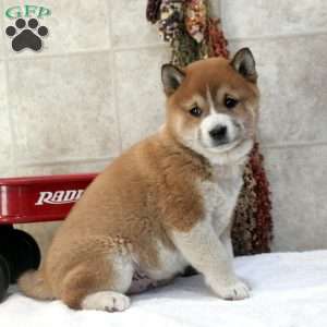 Devan, Shiba Inu Puppy