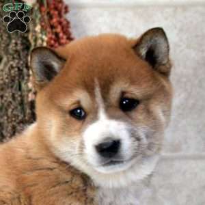 Devan, Shiba Inu Puppy