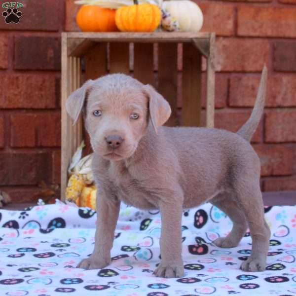 Dez, Silver Labrador Retriever Puppy