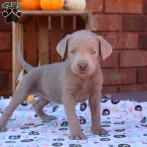 Dez, Silver Labrador Retriever Puppy