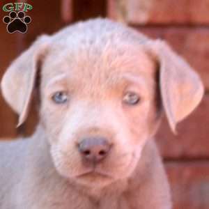 Dez, Silver Labrador Retriever Puppy