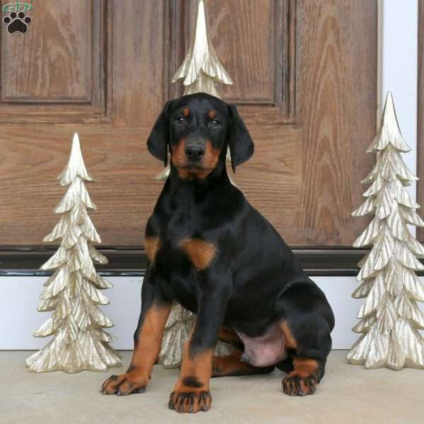 Diego, Doberman Pinscher Puppy