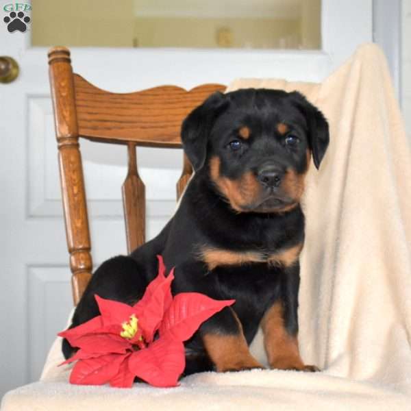 Diesel, Rottweiler Puppy