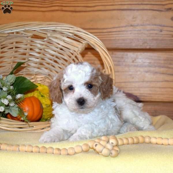Dill, Miniature Poodle Puppy