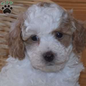 Dill, Miniature Poodle Puppy