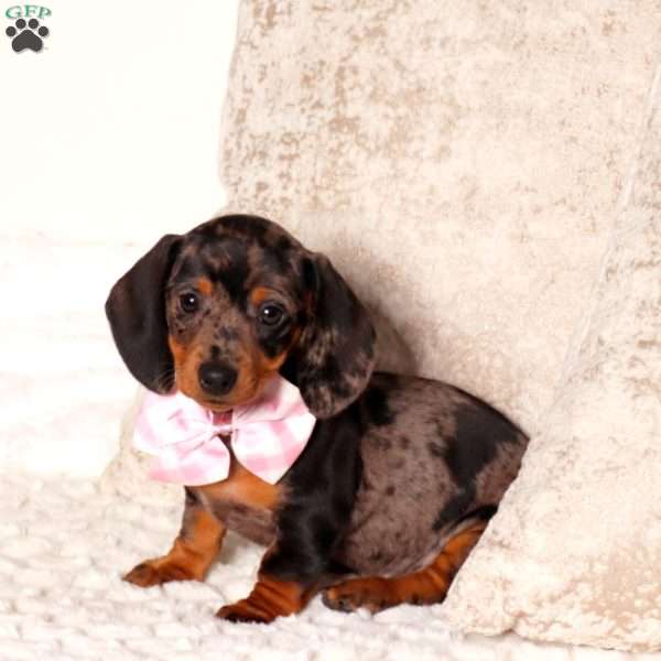 Dixie, Dachshund Puppy