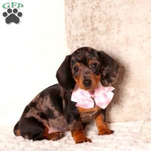 Dixie, Dachshund Puppy