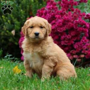 Dixie, Golden Retriever Puppy