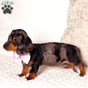 Dixie, Dachshund Puppy