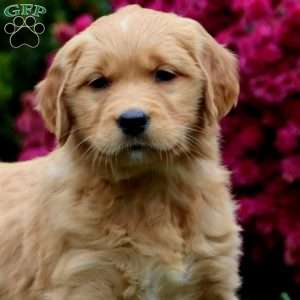 Dixie, Golden Retriever Puppy