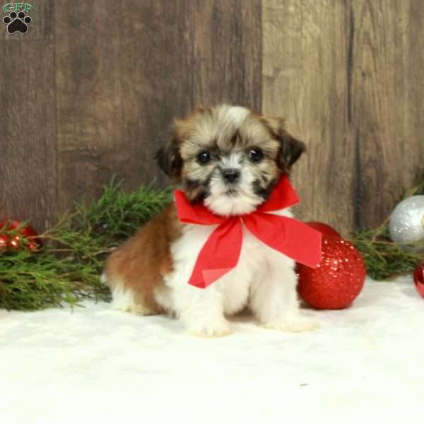 Dixon, Shih Tzu Puppy