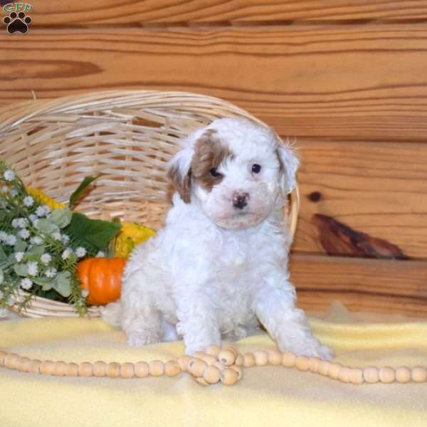 Dixon, Miniature Poodle Puppy