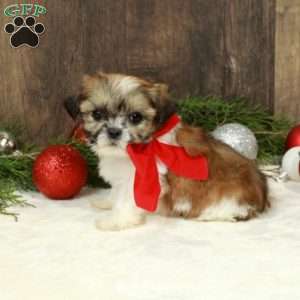 Dixon, Shih Tzu Puppy
