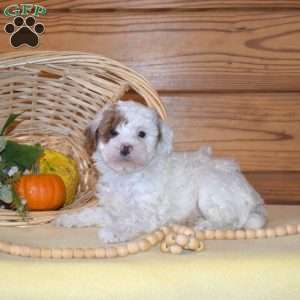 Dixon, Miniature Poodle Puppy