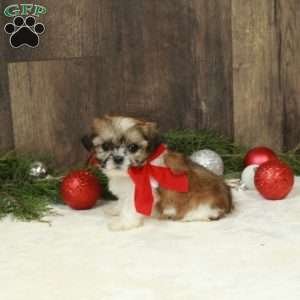 Dixon, Shih Tzu Puppy