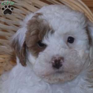 Dixon, Miniature Poodle Puppy