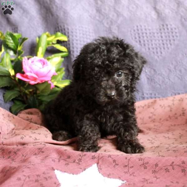 Dodger, Toy Poodle Puppy