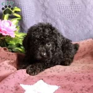 Dodger, Toy Poodle Puppy