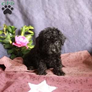 Dodger, Toy Poodle Puppy