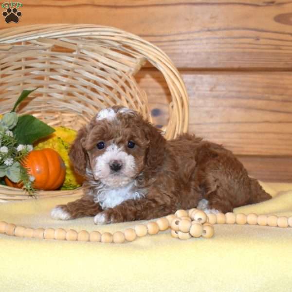 Dolly, Miniature Poodle Puppy