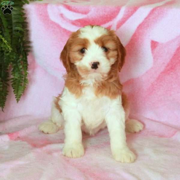 Dolly, Cavalier King Charles Mix Puppy