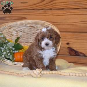 Dolly, Miniature Poodle Puppy