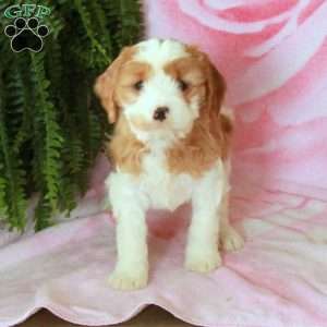 Dolly, Cavalier King Charles Mix Puppy