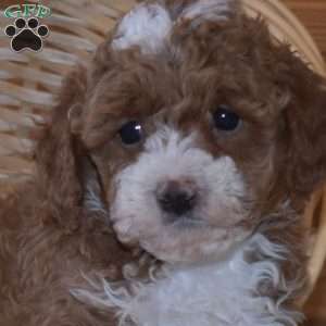 Dolly, Miniature Poodle Puppy