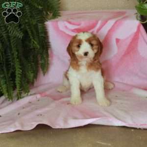Dolly, Cavalier King Charles Mix Puppy
