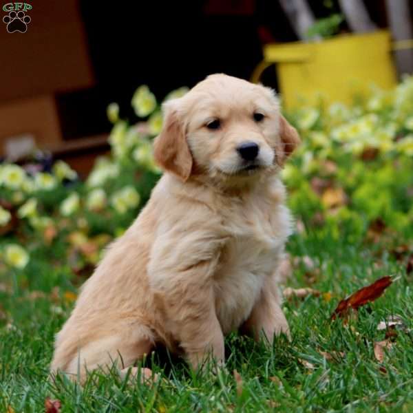 Dolly, Golden Retriever Puppy