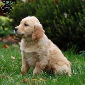 Dolly, Golden Retriever Puppy